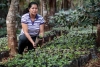 Koffieplantage in El Salvador