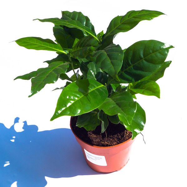 Coffea arabica Kaffeepflanze ↑ 15-25cm - Ø 12cm