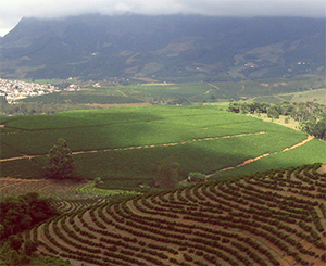 Kaffeeplantage in Brasilien
